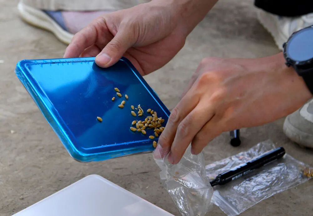 “三夏”生产一线观察｜田间好“丰”景 夏收正当时