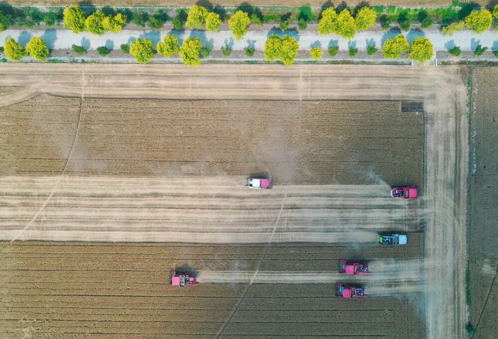 “三夏”生产一线观察｜田间好“丰”景 夏收正当时