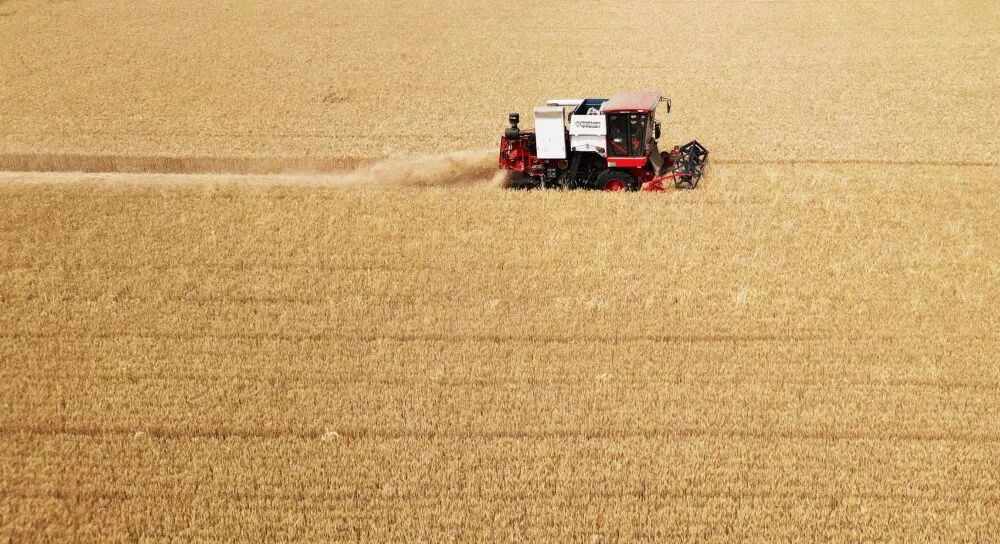 “三夏”生产一线观察｜田间好“丰”景 夏收正当时