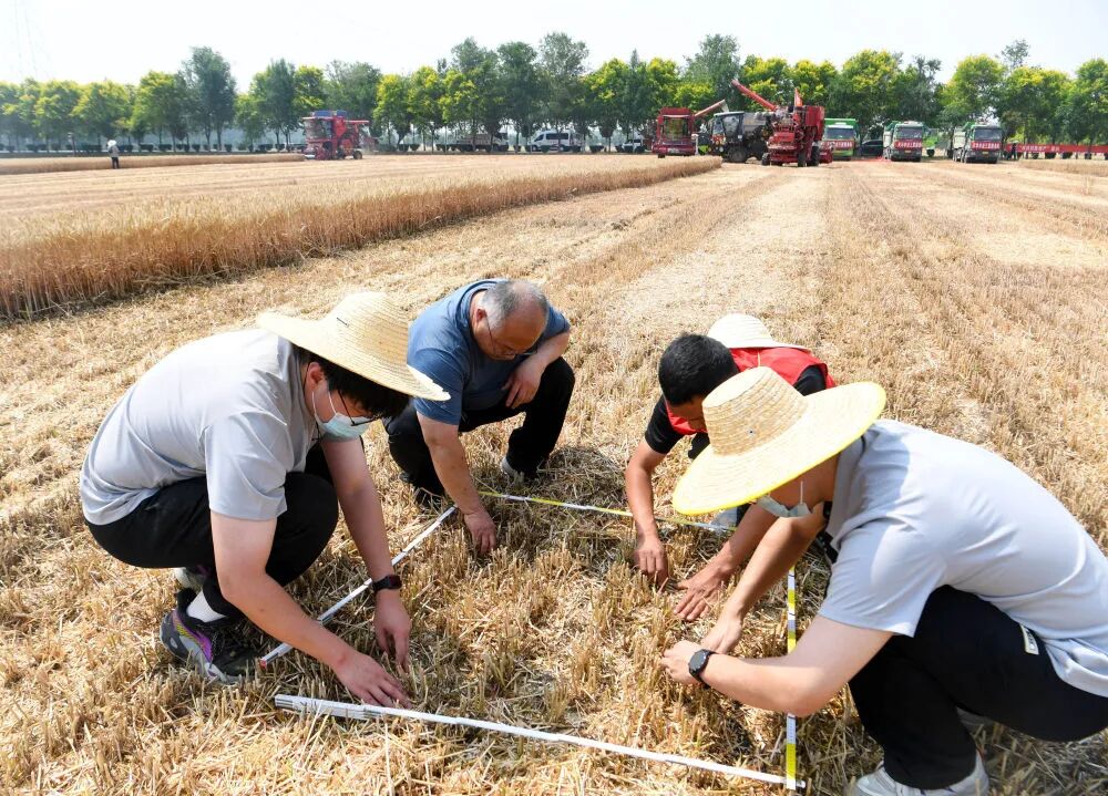 “三夏”生产一线观察｜田间好“丰”景 夏收正当时