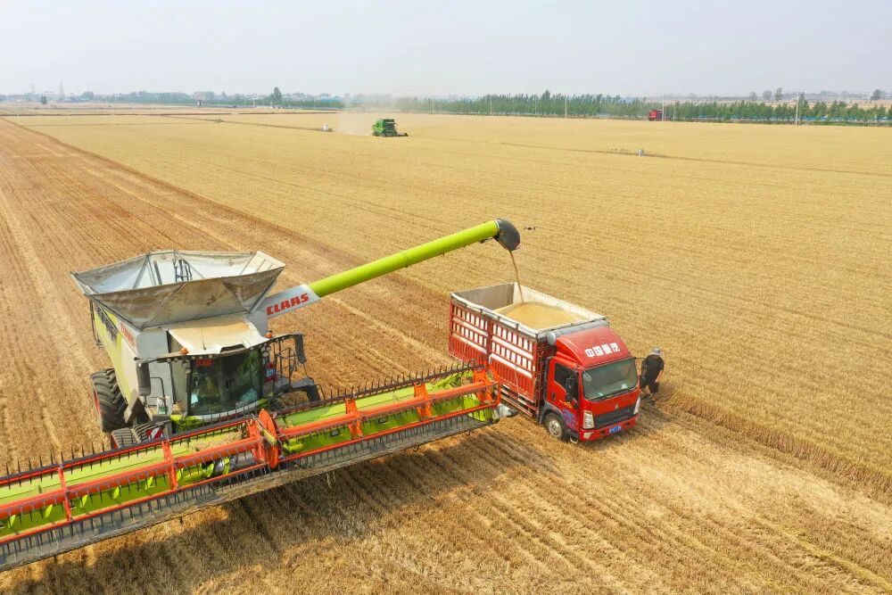 “三夏”生产一线观察｜田间好“丰”景 夏收正当时