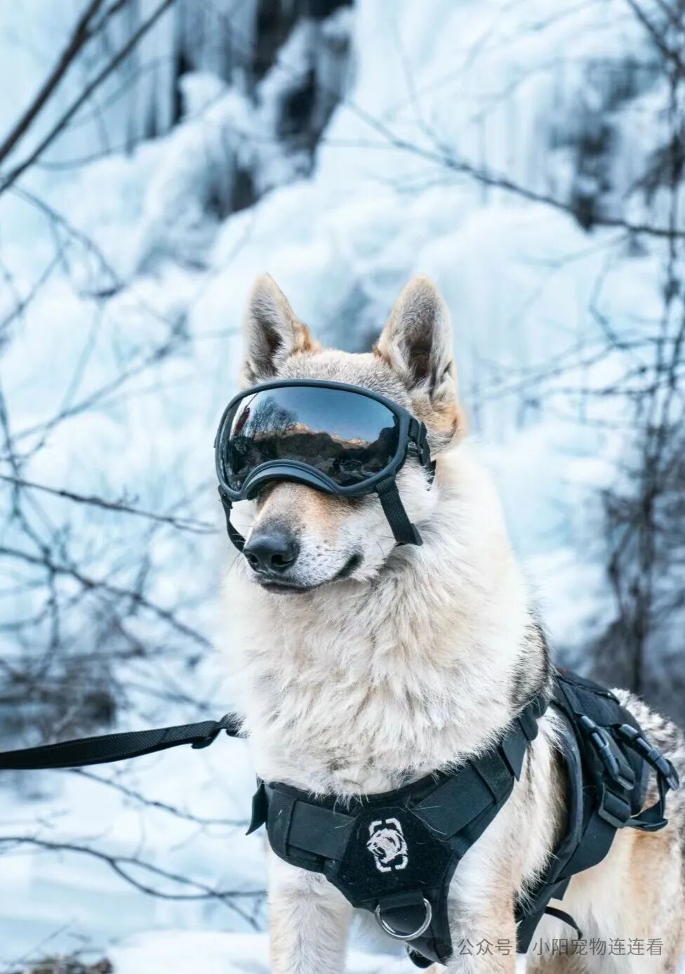 捷克狼犬价格揭秘：养狗不如养狼帅？最像狼的犬种推荐，霸气十足引热议