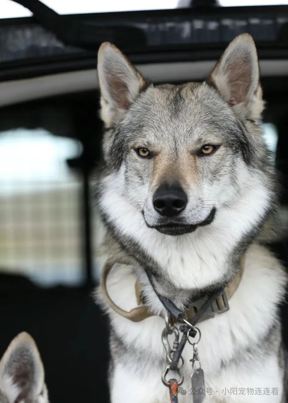 捷克狼犬多少钱一条