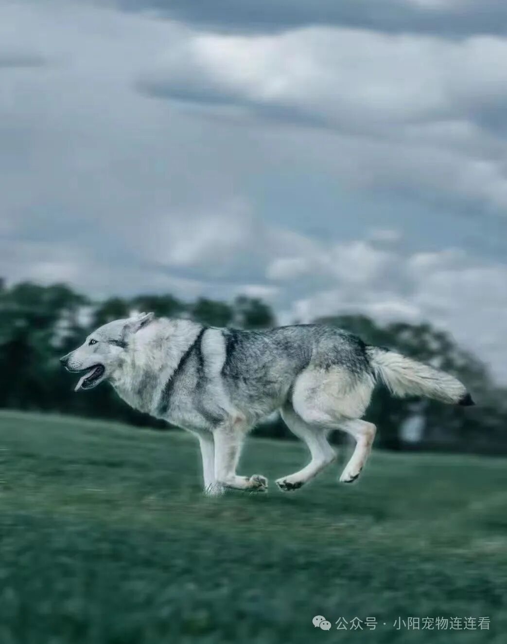 捷克狼犬多少钱一条