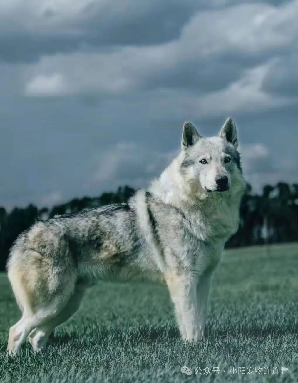 捷克狼犬多少钱一条