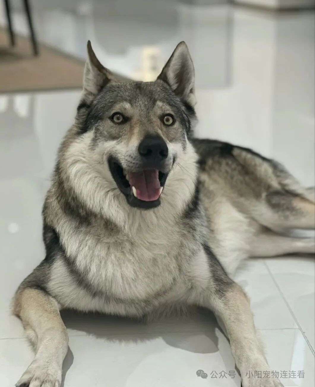 捷克狼犬多少钱一条