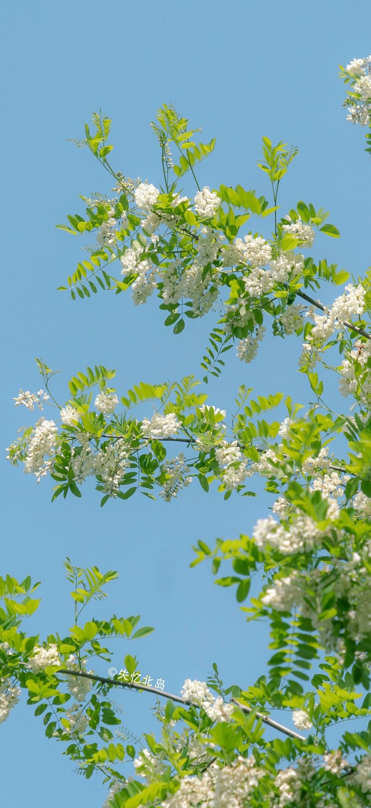 又发现一张还不错的手机壁纸