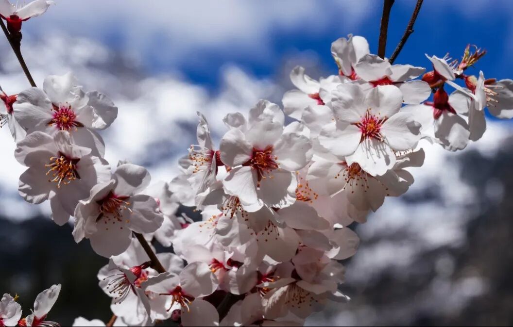 一天看尽两季景巴拉格宗踏雪赏花正当时