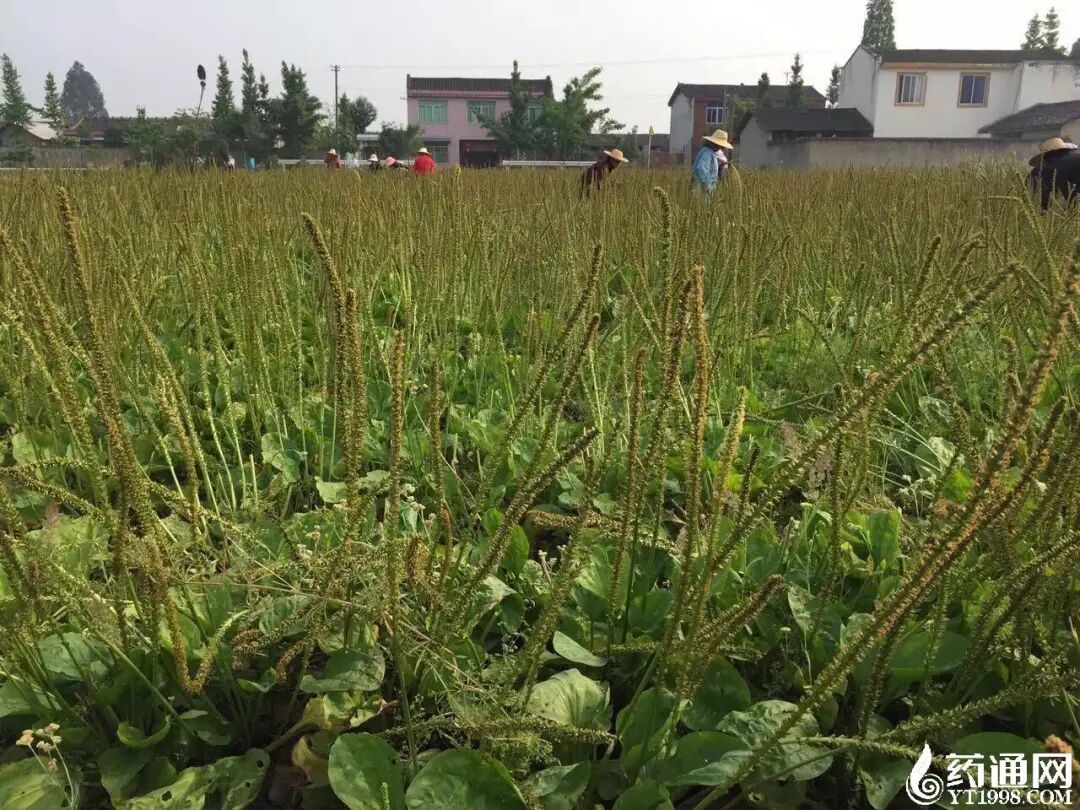 车前子为何止升转稳