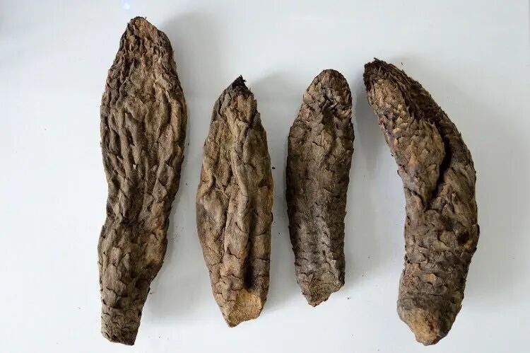 中药材六大跌价品种