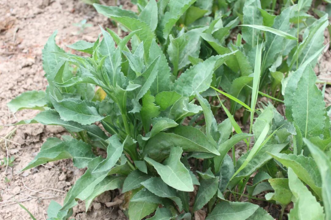 紫菀低位平稳运行