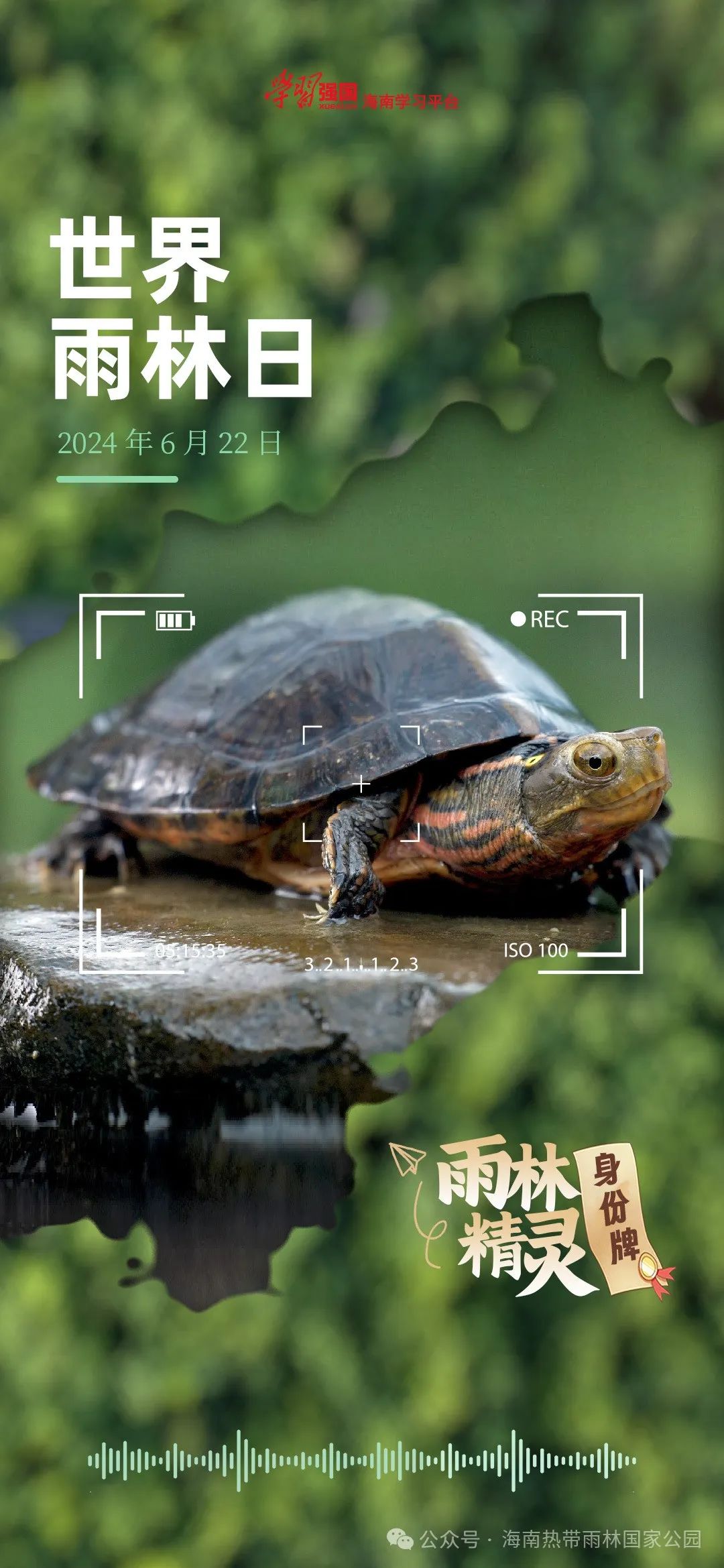 雨林动物:海南四眼斑水龟