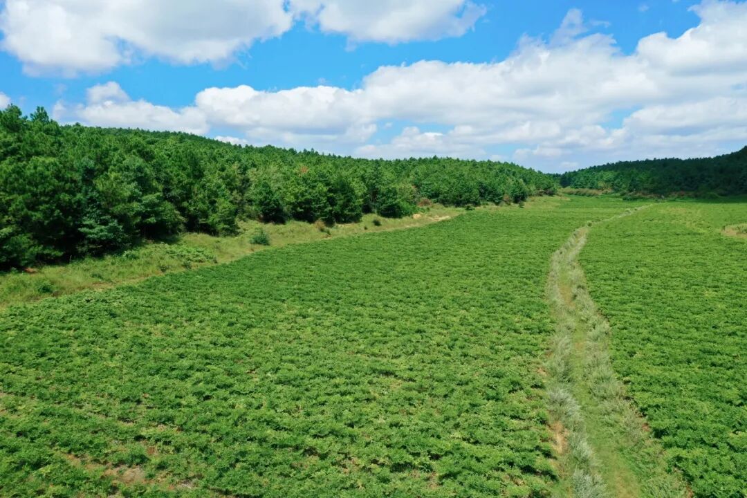 Central Media Headline! MOWON Goes Global: Chinese Flavors Captivate the World