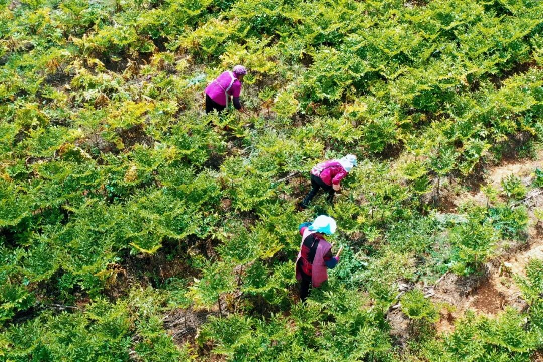 Central Media Headline! MOWON Goes Global: Chinese Flavors Captivate the World