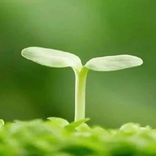 周子琪(四叶草四&middot;九班)专号