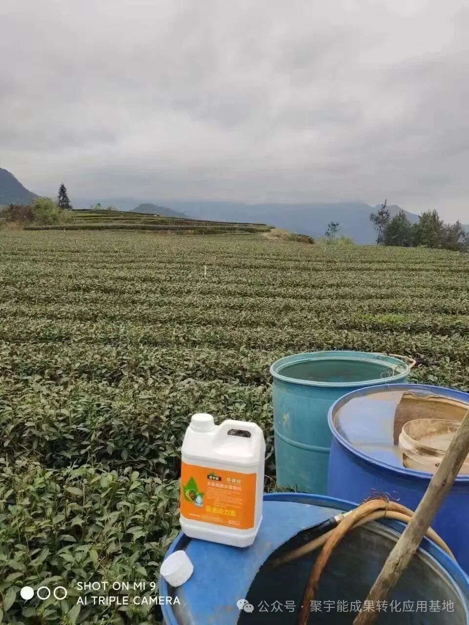 惊艳！聚宇能农用生态动力素赋能茶叶种植，品质增产双丰收！(图6)
