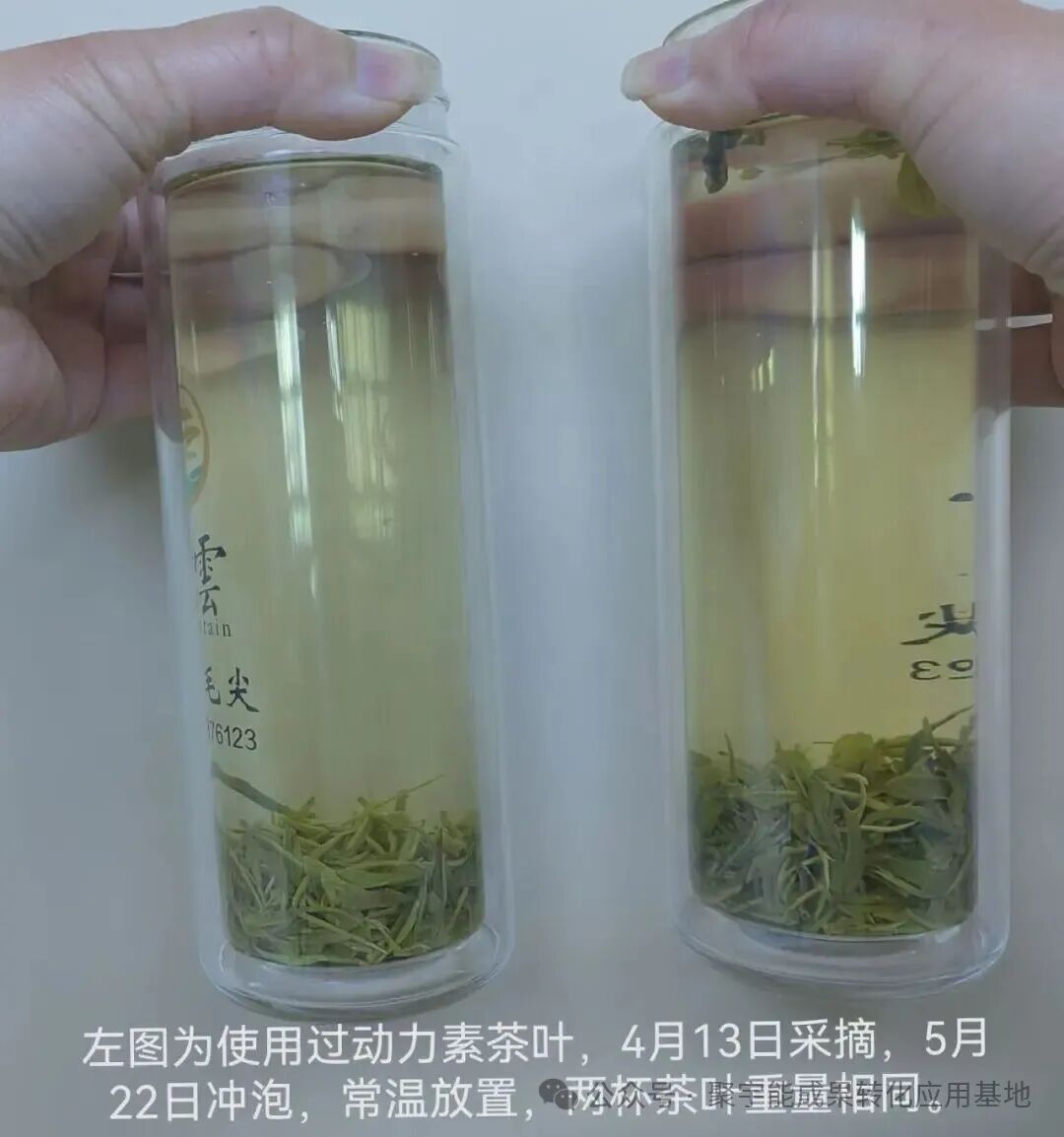 惊艳！聚宇能农用生态动力素赋能茶叶种植，品质增产双丰收！(图7)