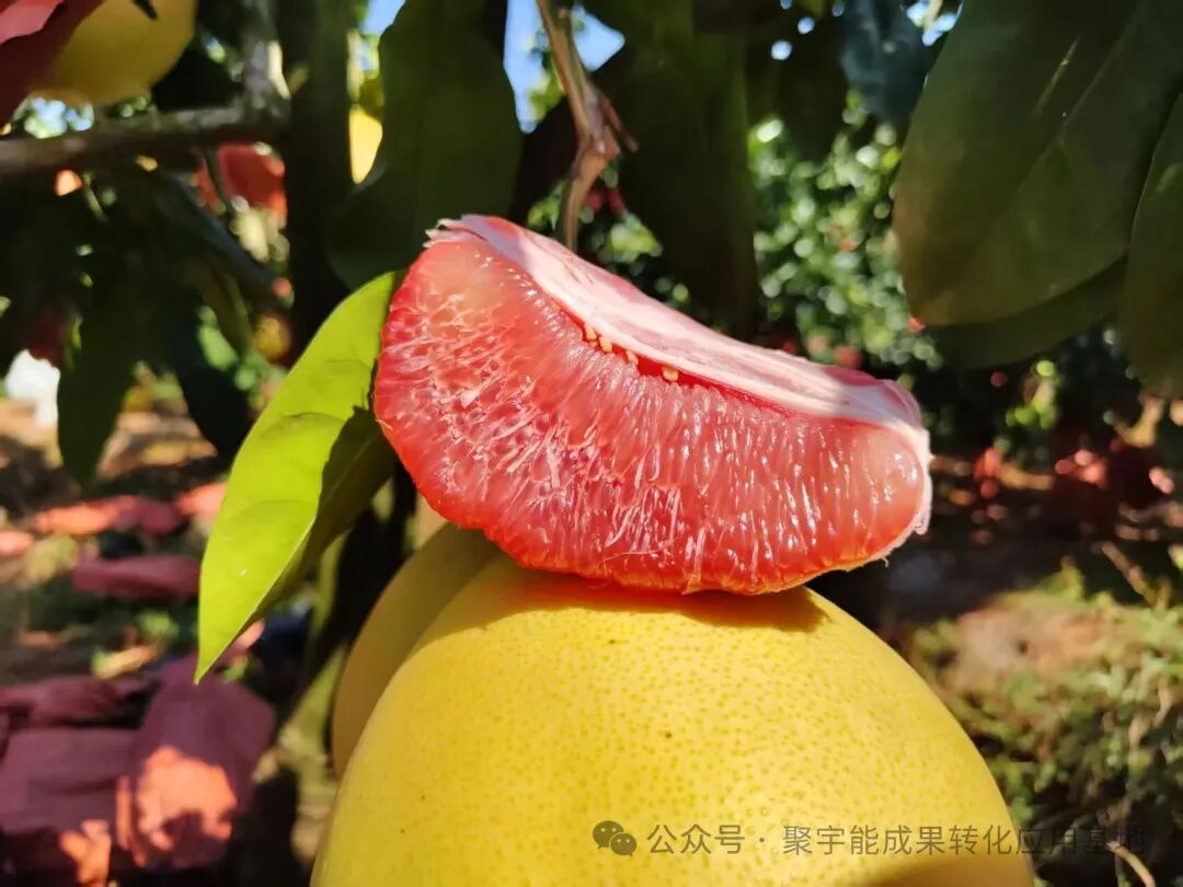 从元素到气，农产品如何“回归本味”？土壤生命动力元素成提升品质关键(图4)