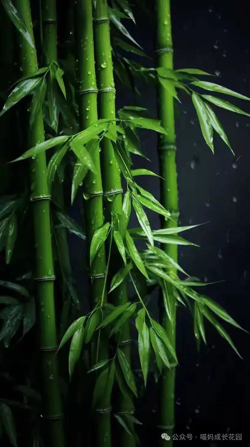 竹子成长过程,看懂竹子的成长过程，你就能明白坚持的意义（给孩子讲的小故事）