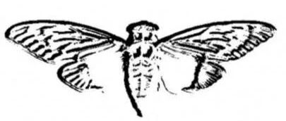Example Image