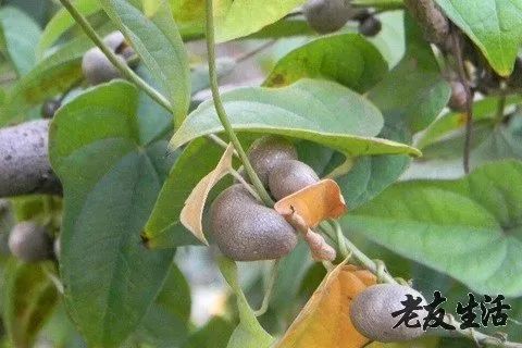 山药豆的功效与作用及禁忌 山药豆的食用方法 山药豆不能和什么一起吃