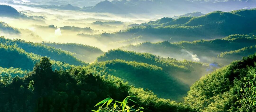 《印象蜀南竹海.迎风湾日出》图片来源：唐仁13989201560.jpg