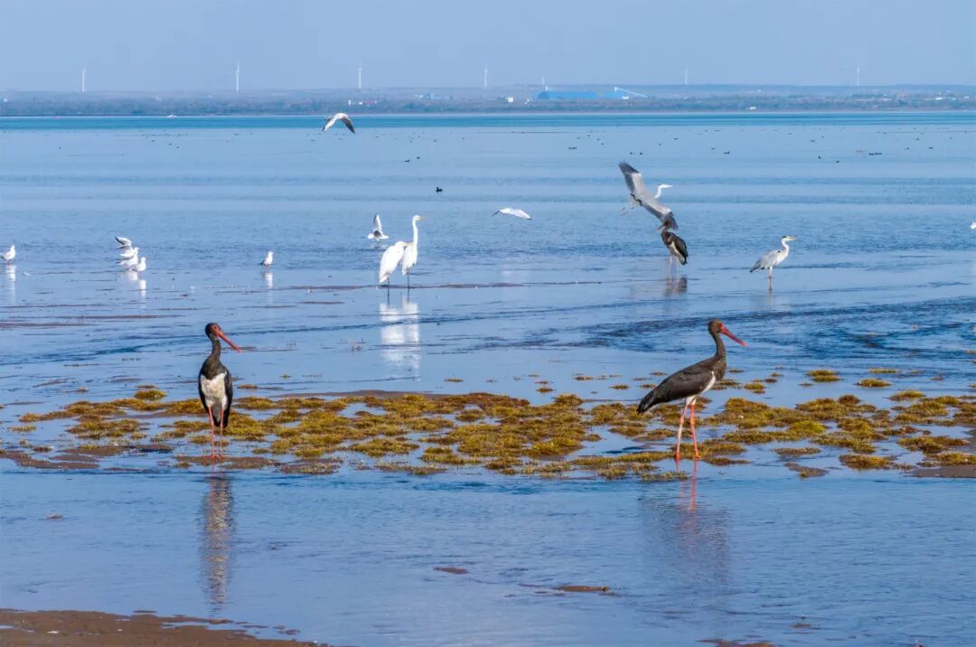 红碱淖自然保护区迎来南迁候鸟