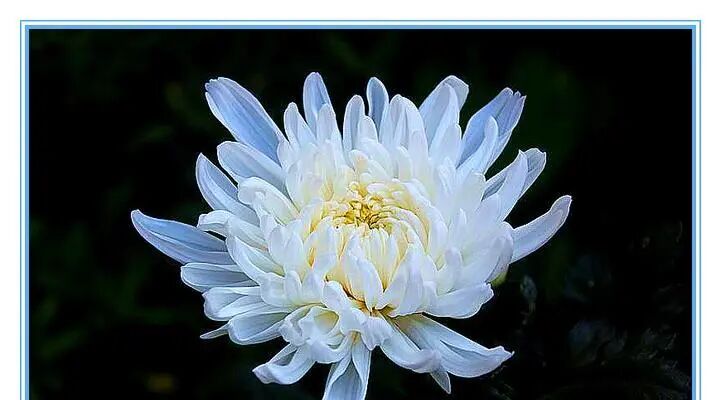 白菊花的美丽寓意（白菊花的象征意义与传承）_花植网