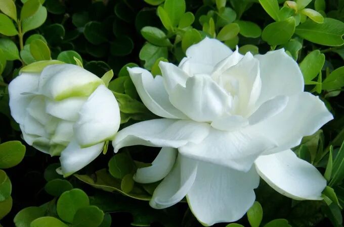 鲜花常识:栀子花的花语：永恒的爱与约定 - 好花网