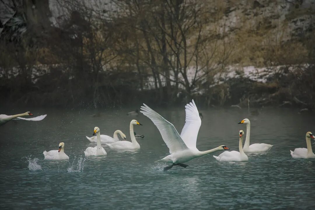 【天鹅泉湿地公园 ）(仲忠摄影）摄影图片】生态摄影_太平洋电脑网摄影部落