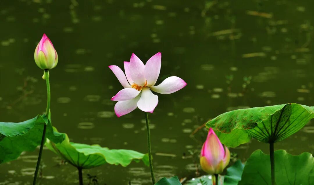【雨中荷花摄影图片】生态摄影_太平洋电脑网摄影部落