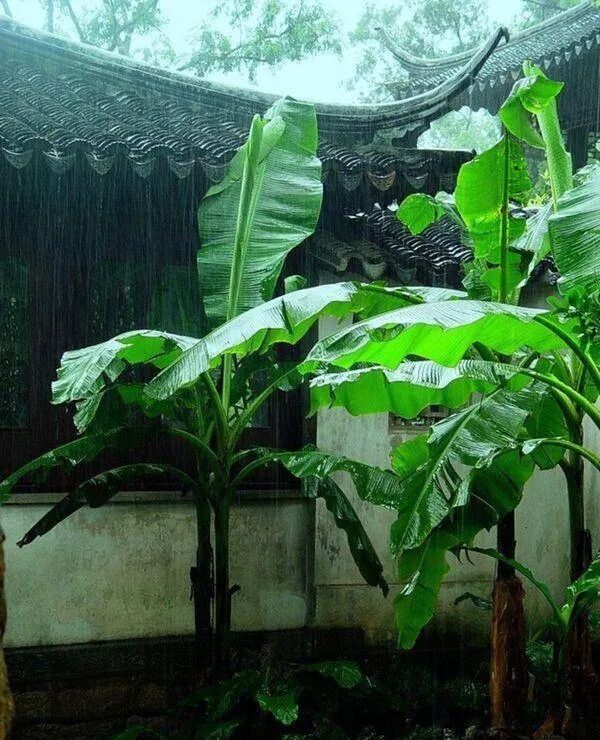 退食北窗凉意满，卧听急雨打芭蕉|雨打芭蕉|门环|世情_新浪新闻