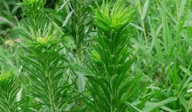 诗经里的植物｜你不知道的故事，农村常见的小蓬草|飞蓬|蓬草|诗经_新浪新闻