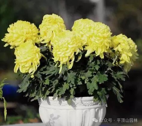 50種綠植花卉大全，值得收藏！再也不怕養(yǎng)花養(yǎng)死了