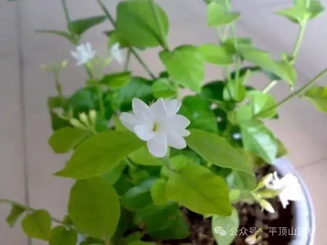 50種綠植花卉大全，值得收藏！再也不怕養(yǎng)花養(yǎng)死了