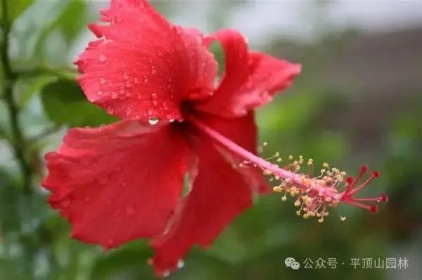 50種綠植花卉大全，值得收藏！再也不怕養(yǎng)花養(yǎng)死了