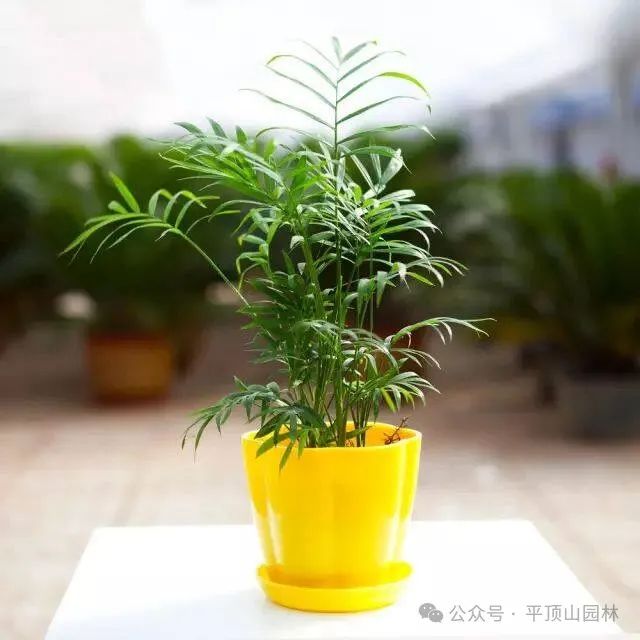 50種綠植花卉大全，值得收藏！再也不怕養(yǎng)花養(yǎng)死了