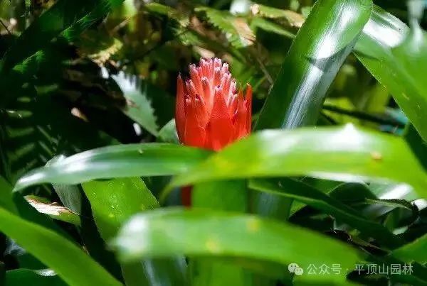 50種綠植花卉大全，值得收藏！再也不怕養(yǎng)花養(yǎng)死了