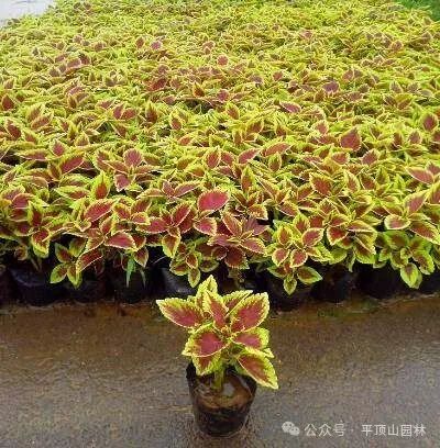 50種綠植花卉大全，值得收藏！再也不怕養(yǎng)花養(yǎng)死了