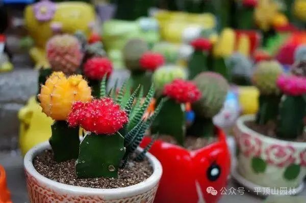 50種綠植花卉大全，值得收藏！再也不怕養(yǎng)花養(yǎng)死了