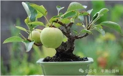 50種綠植花卉大全，值得收藏！再也不怕養(yǎng)花養(yǎng)死了