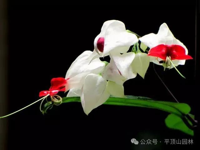 50種綠植花卉大全，值得收藏！再也不怕養(yǎng)花養(yǎng)死了