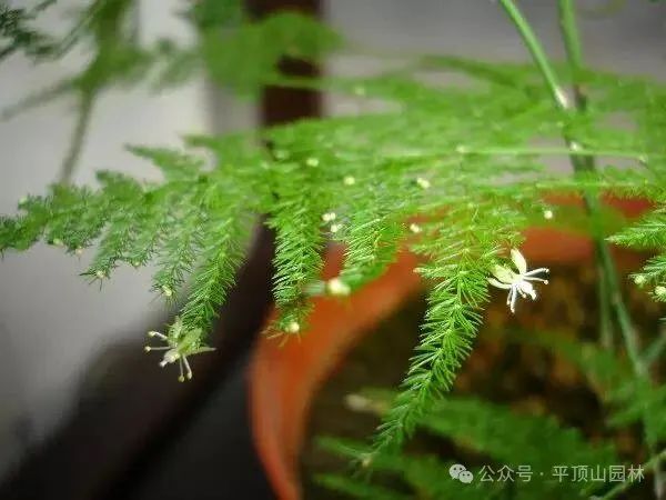 50種綠植花卉大全，值得收藏！再也不怕養(yǎng)花養(yǎng)死了