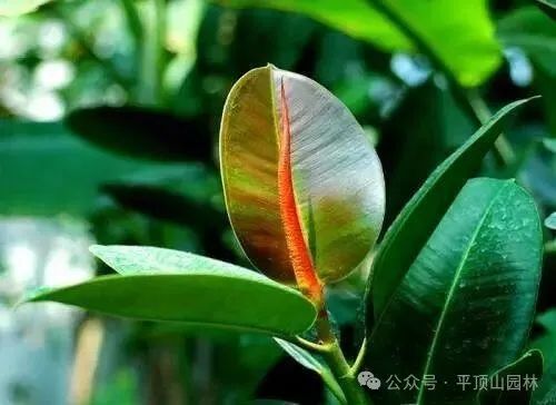 50種綠植花卉大全，值得收藏！再也不怕養(yǎng)花養(yǎng)死了