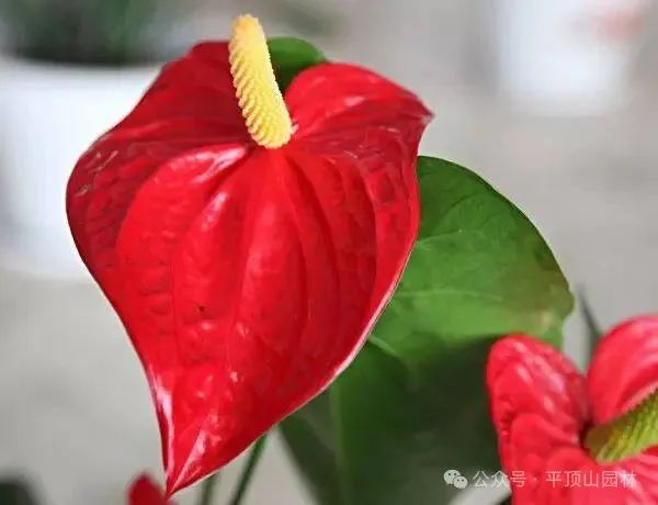 50種綠植花卉大全，值得收藏！再也不怕養(yǎng)花養(yǎng)死了