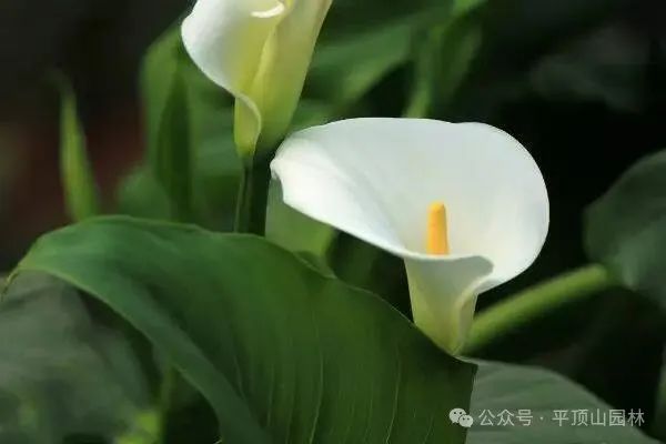 50種綠植花卉大全，值得收藏！再也不怕養(yǎng)花養(yǎng)死了