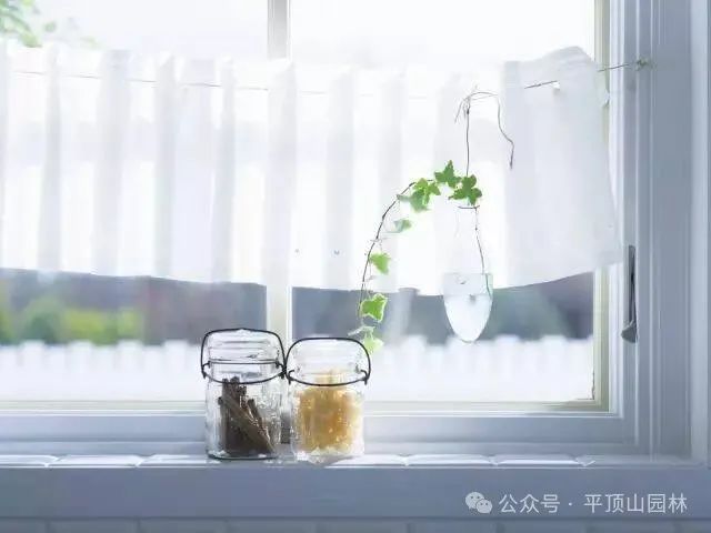 50種綠植花卉大全，值得收藏！再也不怕養(yǎng)花養(yǎng)死了