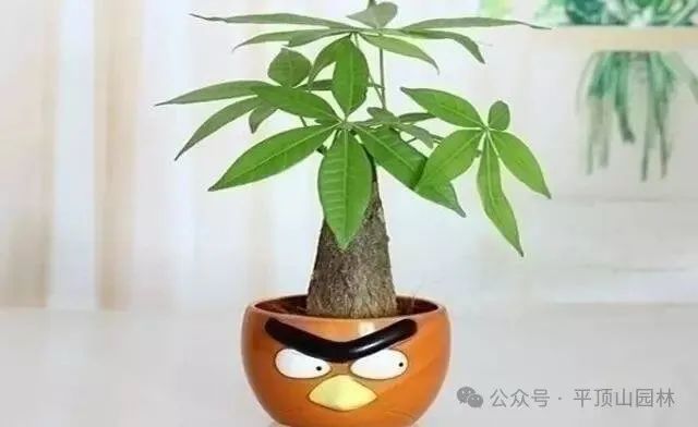 50種綠植花卉大全，值得收藏！再也不怕養(yǎng)花養(yǎng)死了