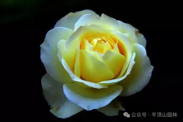 50種綠植花卉大全，值得收藏！再也不怕養(yǎng)花養(yǎng)死了