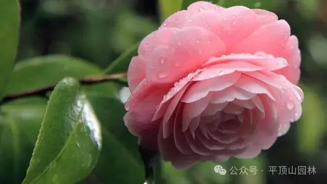 50種綠植花卉大全，值得收藏！再也不怕養(yǎng)花養(yǎng)死了